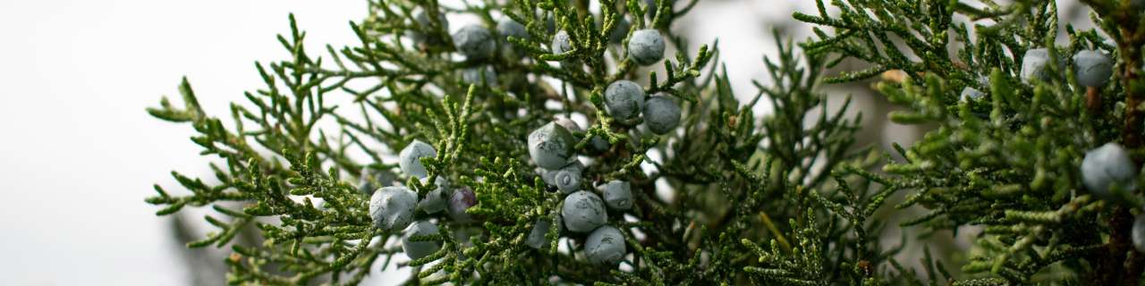Bacche di ginepro su ramo, Gin di PD Distribuzione.