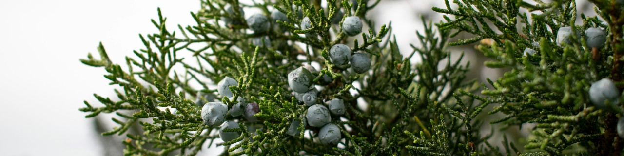 Bacche di ginepro su ramo, Gin di PD Distribuzione.